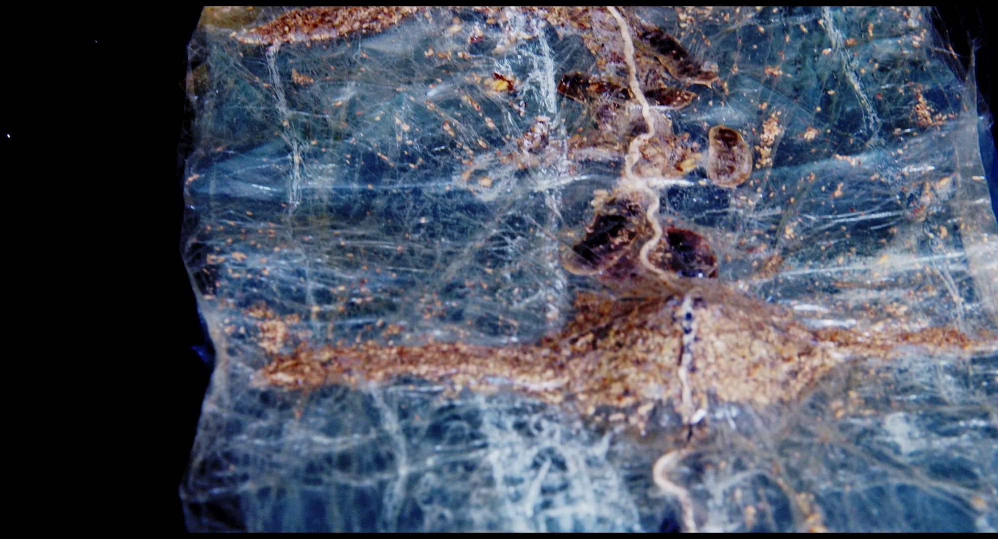 Antoinetta Angelidi film director